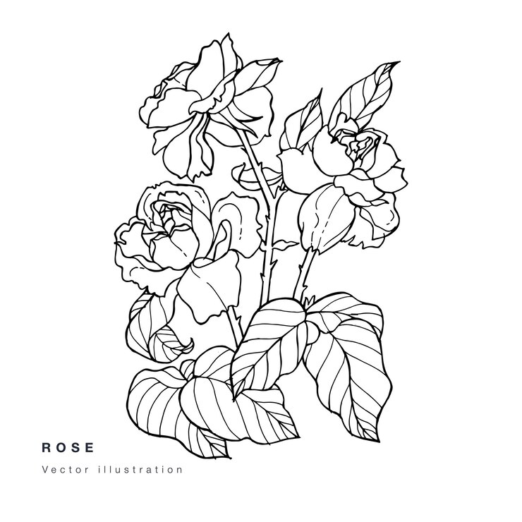 Dibujar a mano ilustración de flores de camelia vectorial. Guirnalda de flores. Tarjeta floral botánica sobre fondo blanco.