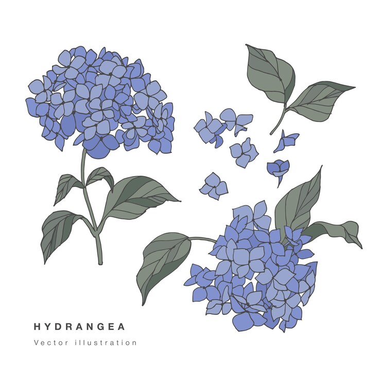 Dibujar a mano ilustración de flores de hortensia. Tarjeta floral botánica