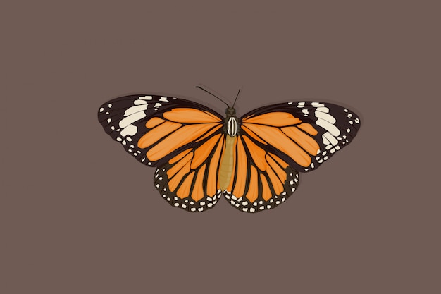 Dibujar a mano mariposa marrón