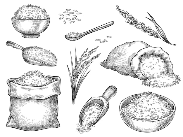 Dibuje granos de arroz. Pila de semillas vintage y orejas de granja. Granos basmati enteros en bolsa, cuchara y cuchara. Cuenco de avena de arroz. Conjunto de vectores dibujados a mano. Ilustración ingrediente saludable, dibujo de nutrición de comidas