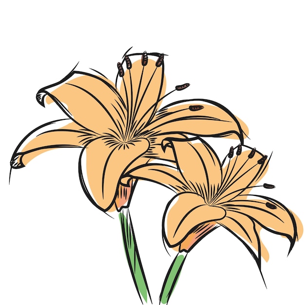 Dibujo acuarela de una flor ilustración vectorial
