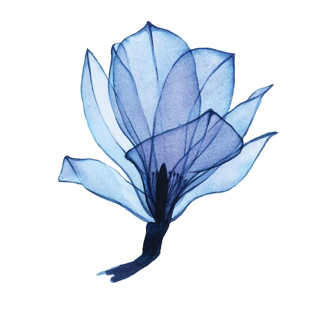 dibujo de acuarela. flor de magnolia transparente en azul. flor transparente aislado en blanco