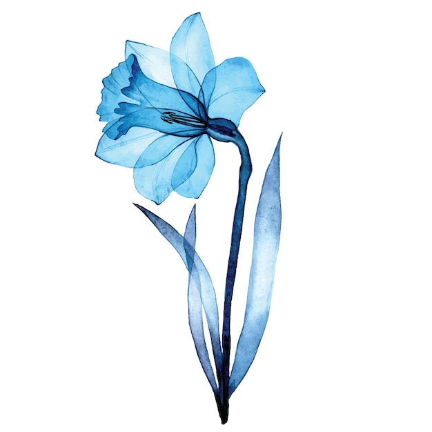 dibujo de acuarela. flor transparente de narcisa. flor de primavera narcisos azules transparentes