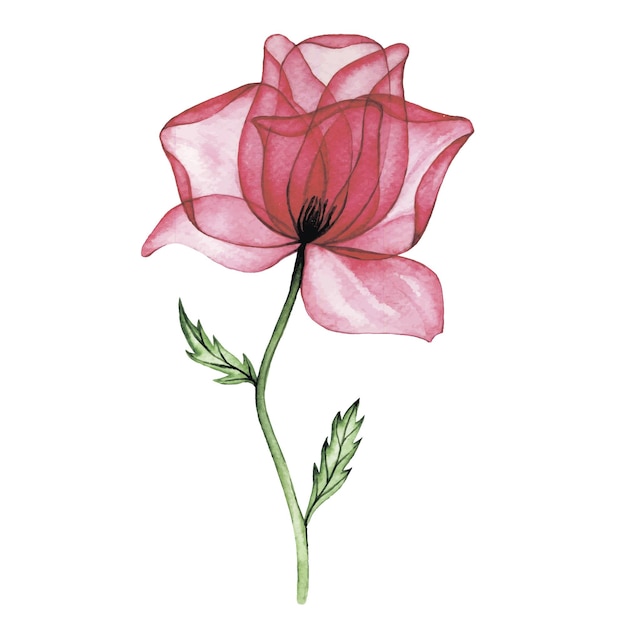 dibujo de acuarela flor transparente rosa rosa rayos X