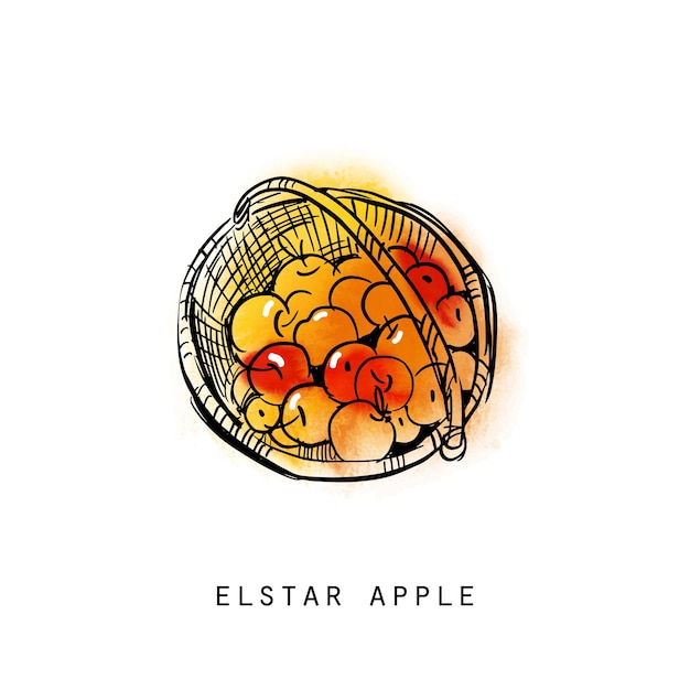 Vector dibujo de acuarela ilustración de cesta de manzanas