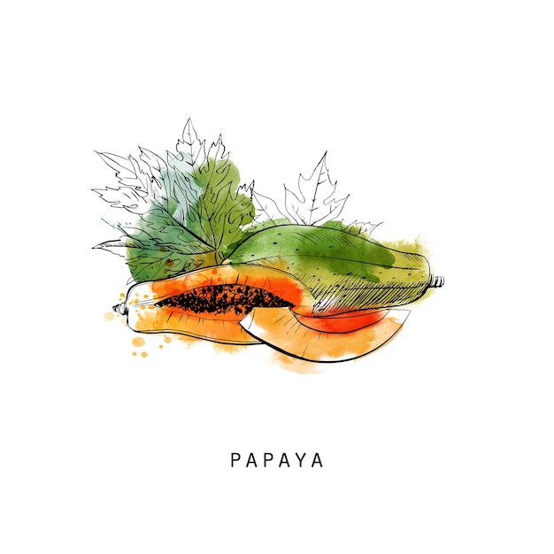 Vector dibujo de acuarela ilustración de papaya