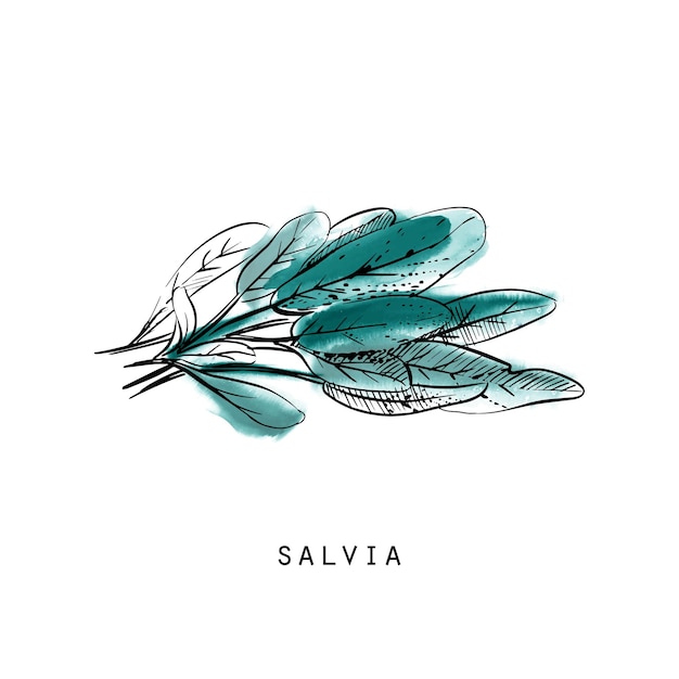 Dibujo de acuarela ilustración de salvia