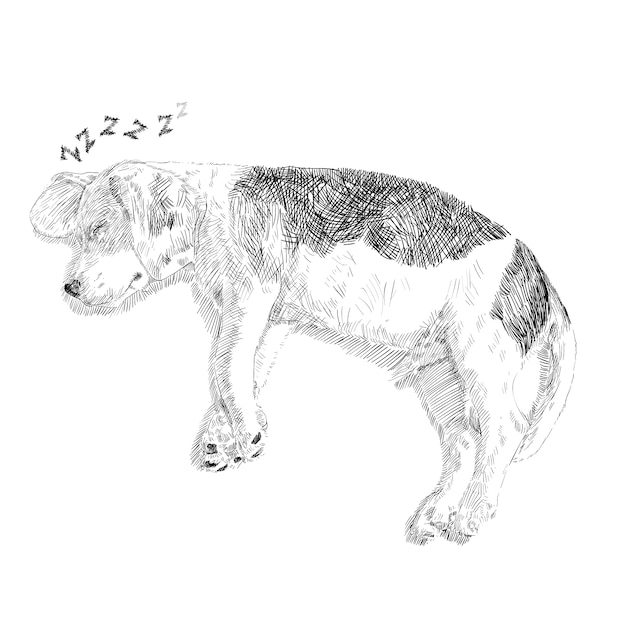 Dibujo de adorable beagle durmiendo sobre fondo blanco