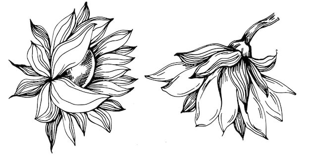 Dibujo aislado de girasol