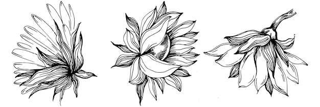 Dibujo aislado de girasol