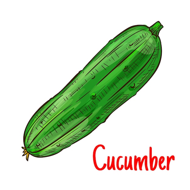 Dibujo aislado vegetal de pepino verde