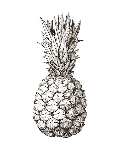 Dibujo al estilo de un boceto de una piña madura sobre un fondo blanco Ilustración de una fruta tropical de verano con un efecto de grabado Vector para el diseño de verano