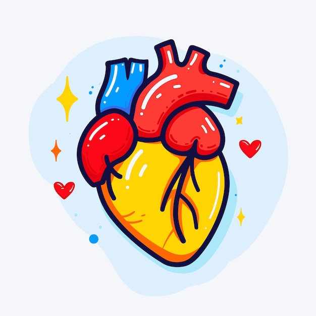 Vector dibujo anatómico del órgano del corazón humano ilustración vectorial plana