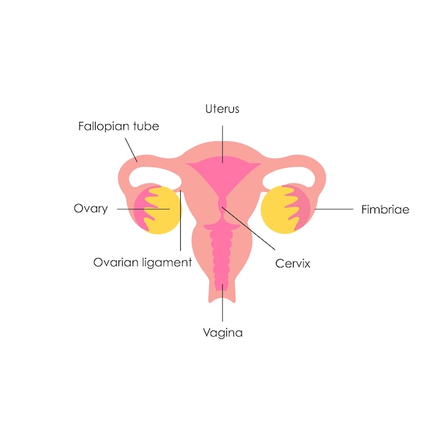 Vector dibujo anatómico el útero femenino y los ovariosla estructura del útero.