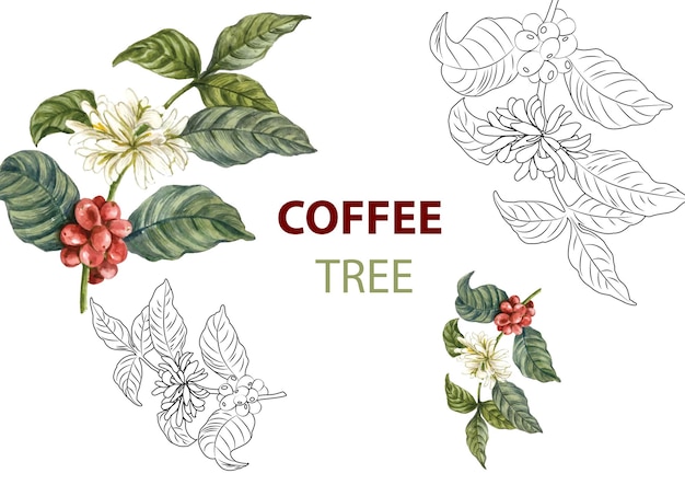 Vector dibujo de árbol de café