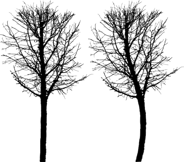 Dibujo de árbol de hoja caduca desnuda silueta vectorial