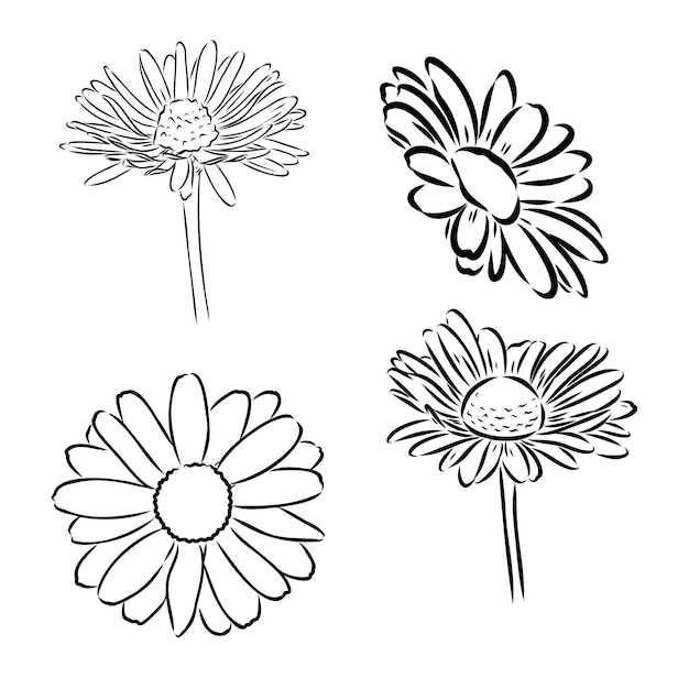 Dibujo de arte de línea de flor de margarita Vector dibujado a mano ilustración grabada Bosquejo de tinta negra de manzanilla salvaje Flor de jardín botánico salvaje Ideal para decoración de tarjetas de felicitación de icono de etiqueta de embalaje de té