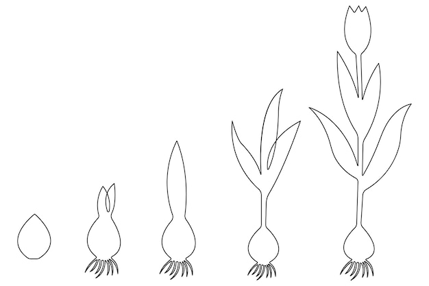 Dibujo artístico continuo de una sola línea del procesamiento del crecimiento de la planta a partir del vector de contorno de la semilla