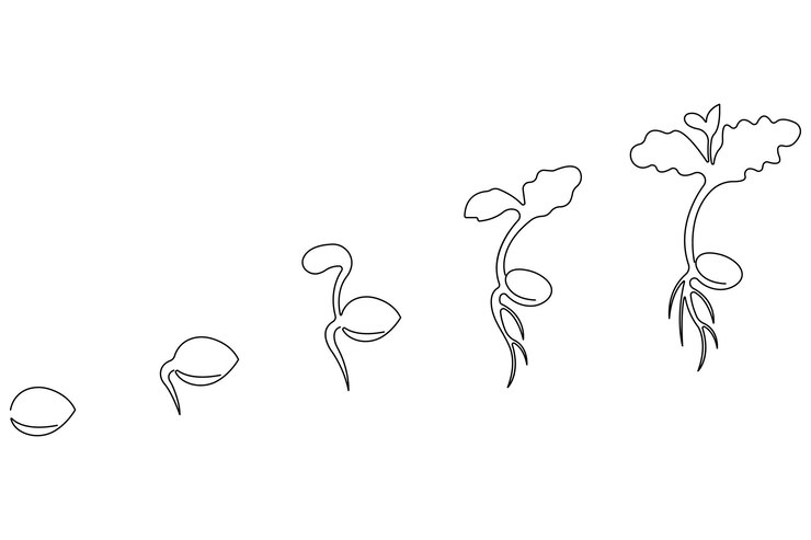 Vector dibujo artístico continuo de una sola línea del procesamiento del crecimiento de la planta a partir del vector de contorno de la semilla