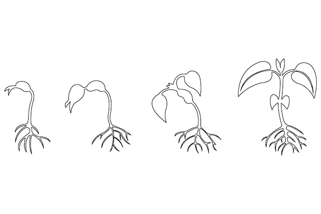 Dibujo artístico continuo de una sola línea del procesamiento del crecimiento de la planta a partir del vector de contorno de la semilla