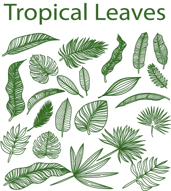 Dibujo artístico de líneas de hojas tropicales Set de ilustraciones Bundle