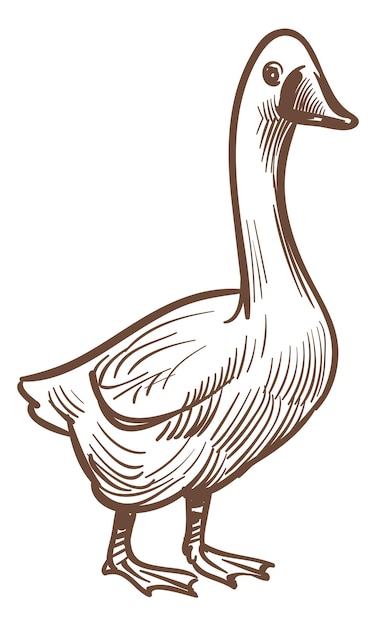 Dibujo de aves de granja Grabado de ganso Dibujo de aves de corral