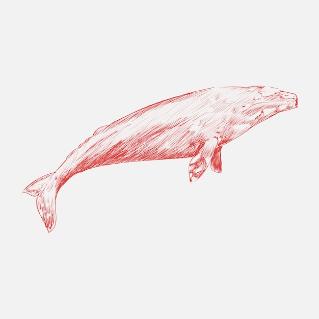 Dibujo de la ballena gris