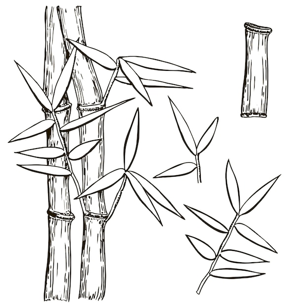 un dibujo de bambú con bambú y bambú en él