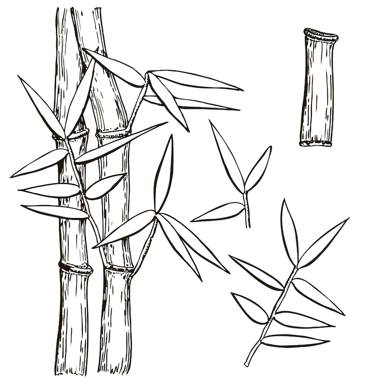Vector un dibujo de bambú con bambú y bambú en él