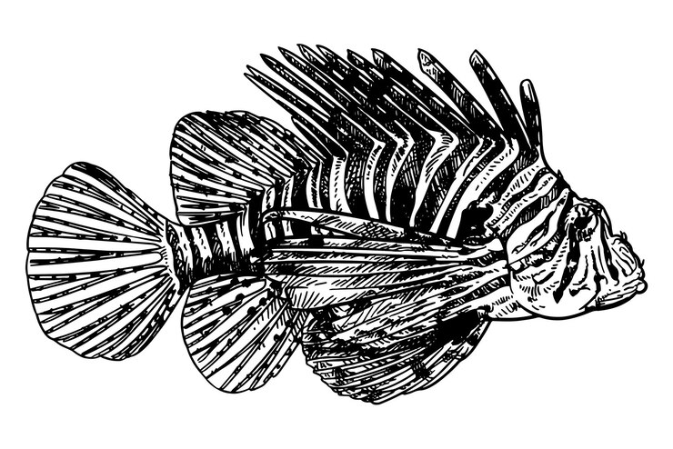 Vector un dibujo blanco y negro de una concha de mar con un dibujo negro y blanco de un escorpión