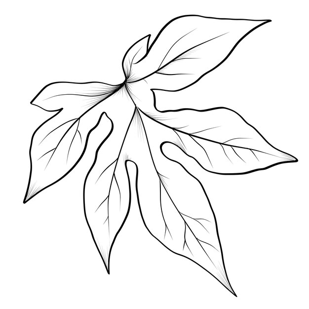 Dibujo en blanco y negro dibujado a mano de la ilustración vectorial de la hoja momordica