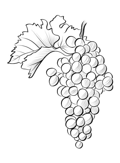 Dibujo en blanco y negro a mano de un vector de cepillo de uva