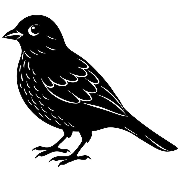 un dibujo en blanco y negro de un pájaro negro con una cola negra