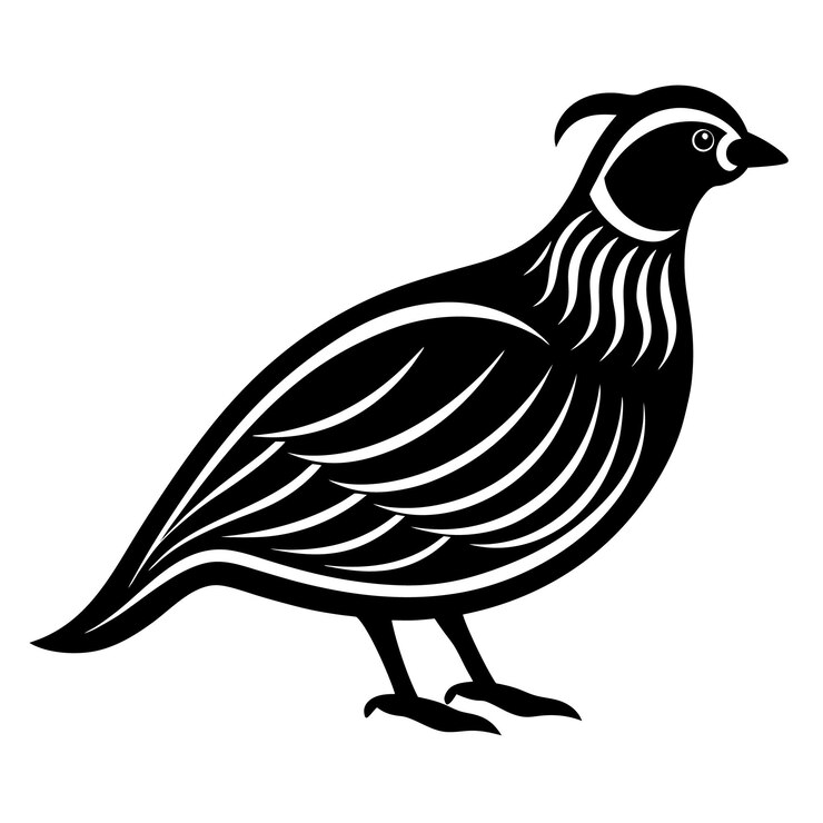 Vector un dibujo en blanco y negro de un pájaro con un pico negro