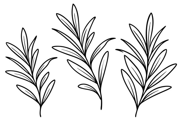 un dibujo en blanco y negro de una planta con hojas largas
