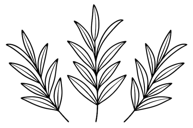 un dibujo en blanco y negro de una planta con hojas