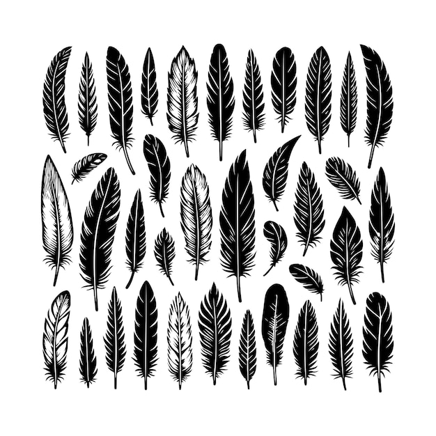un dibujo en blanco y negro de plumas y la palabra pluma