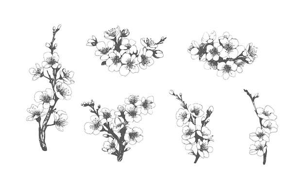 Dibujo de boceto de flores y hojas de sakura Ilustración de flores de cerezo sobre fondo blanco Estilo de tinta de línea dibujado a mano minimalista moderno