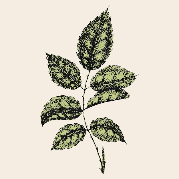 Dibujo y boceto de flores de rosa silvestre con puntillismo sobre fondos blancos Ilustración vintage de una rama con hojas