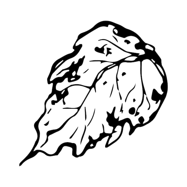 Dibujo de boceto de una hoja de abedul en contorno blanco y negro Combinación vintage de hoja de Abedul
