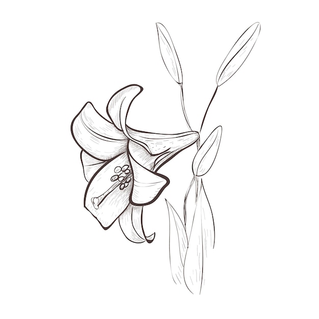Dibujo de boceto de lirio de una flor Ilustración de vector de dibujo a mano de flor de lirio