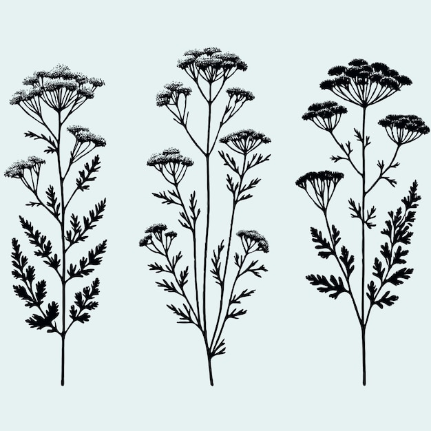 Dibujo botánico detallado de una planta con flores y hojas