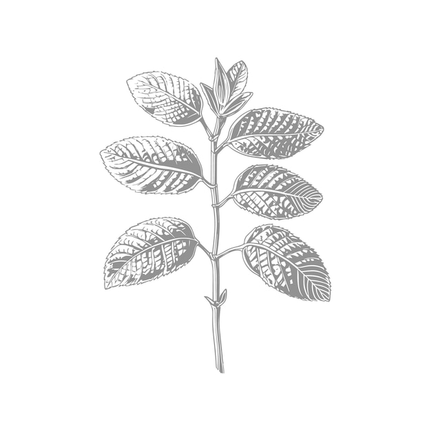 Dibujo botánico detallado de una planta con hojas y tallo