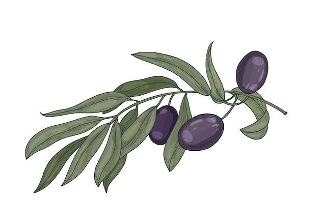 Dibujo botánico detallado de la rama de olivo con hojas aisladas en blanco
