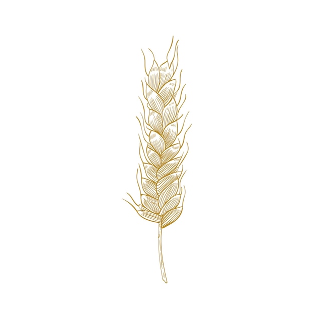 Dibujo botánico de espiga de trigo o espiguilla con semillas aisladas en blanco. planta cultivada, cereal en grano o cultivo alimenticio