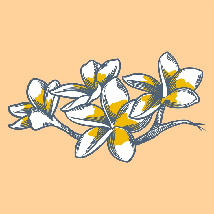 Dibujo botánico de flores dibujadas a mano de frangipani aislado sobre fondo blanco