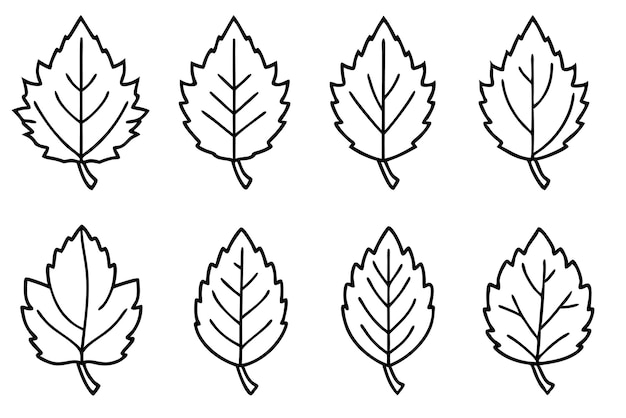 dibujo botánico de la línea de hojas de abedul