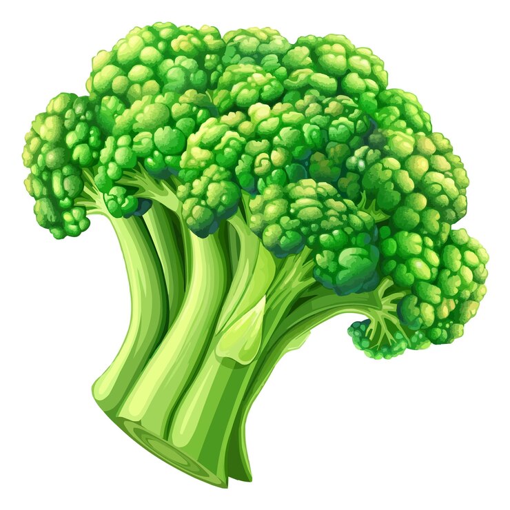 Vector un dibujo de brócoli con las palabras brócoli en él