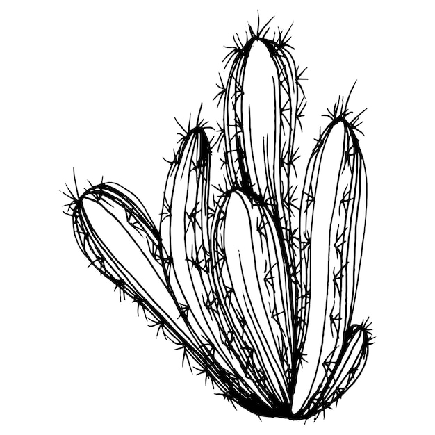 Dibujo de cactus grabado vintage en blanco y negro