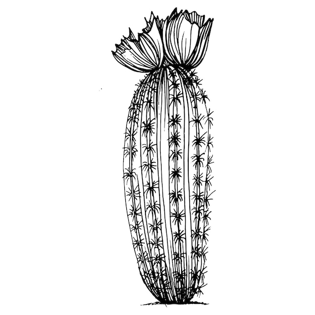 Dibujo de cactus grabado vintage en blanco y negro